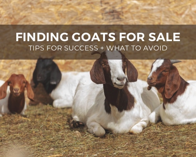Finding goats for sale Tips for success + what to avoid Grazing with