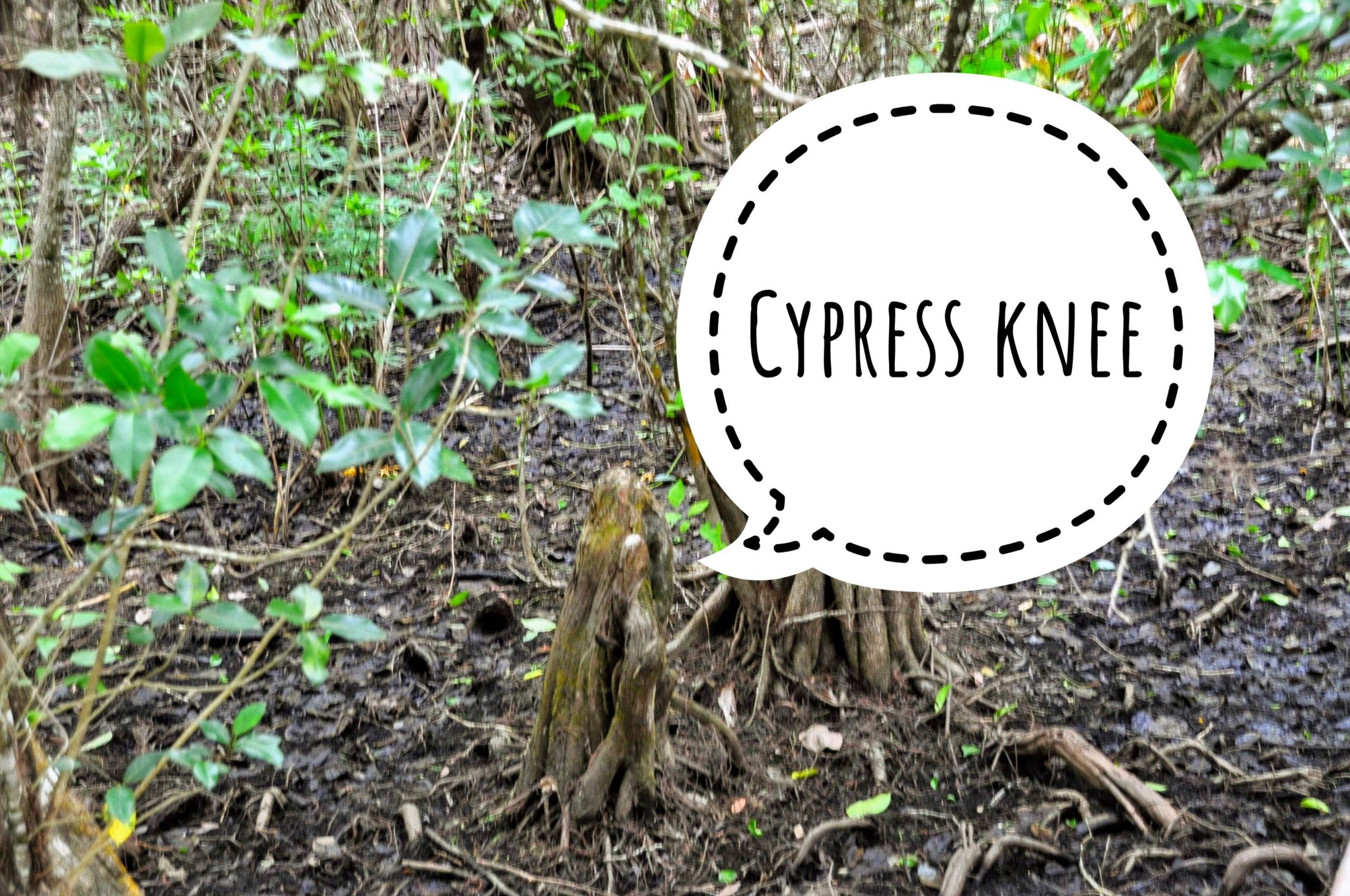 This image has an empty alt attribute; its file name is dsc_0447-01-1.jpeg