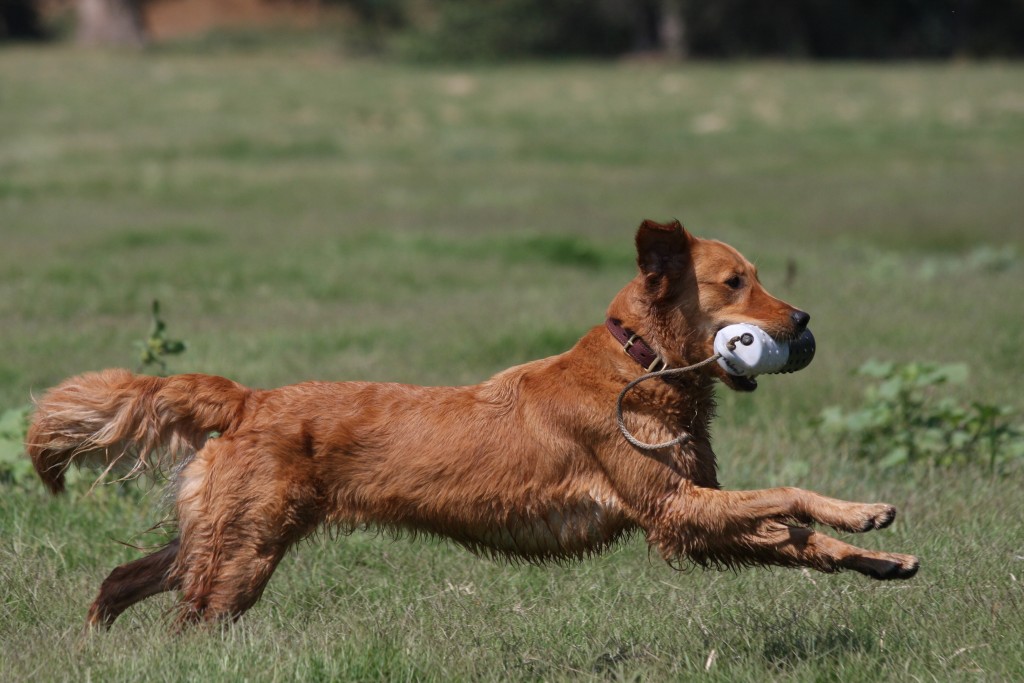 How Akc Field Trials Retriever Works
