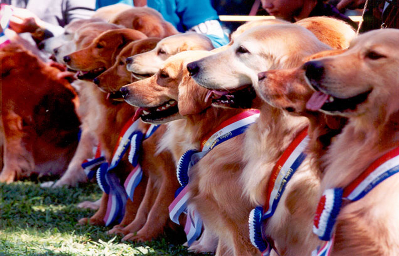 Golden Retriever club of Hawaii