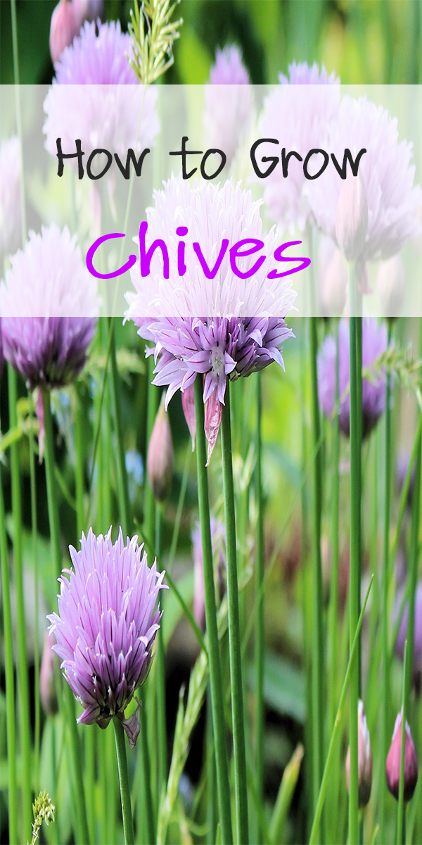 How to Grow Chives Organic Gardening