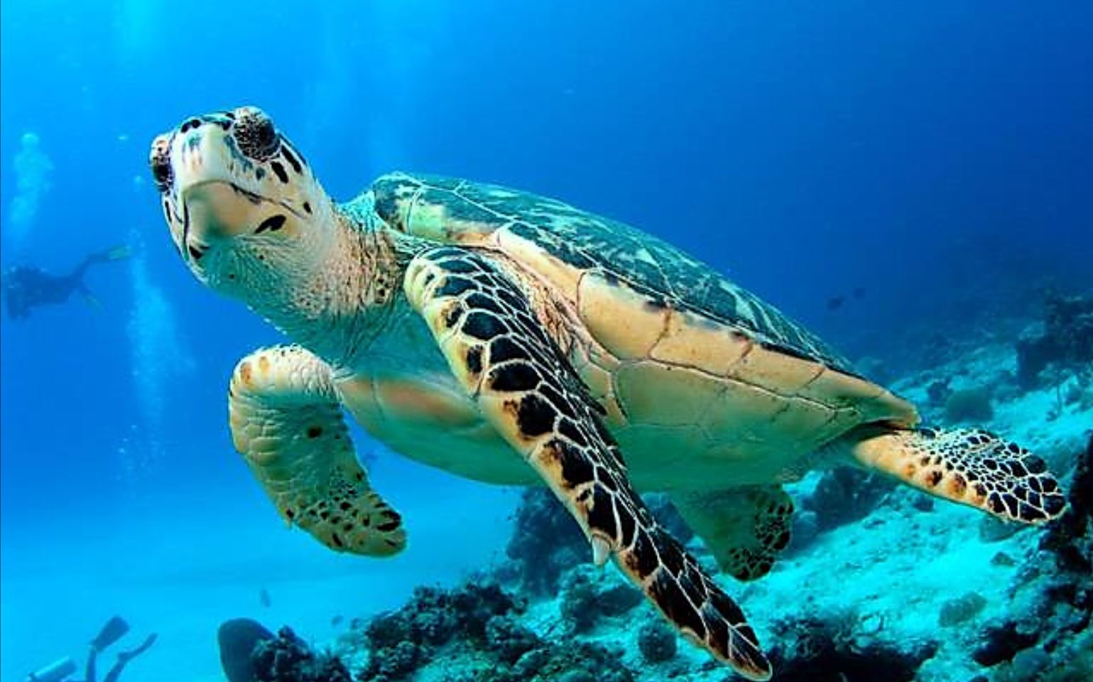 Great Barrier Reef Animals Great Barrier Reef Cruise