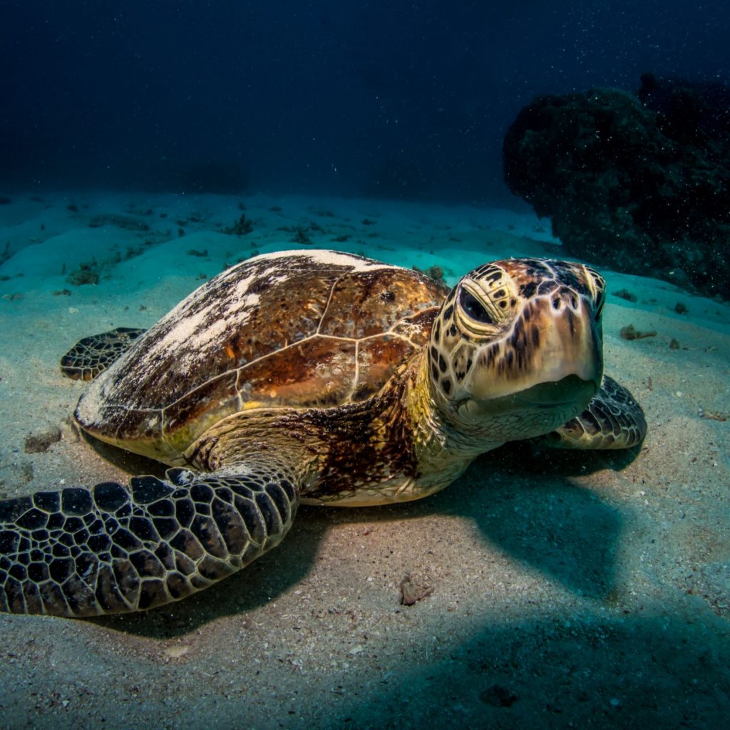 Great Barrier Reef animals