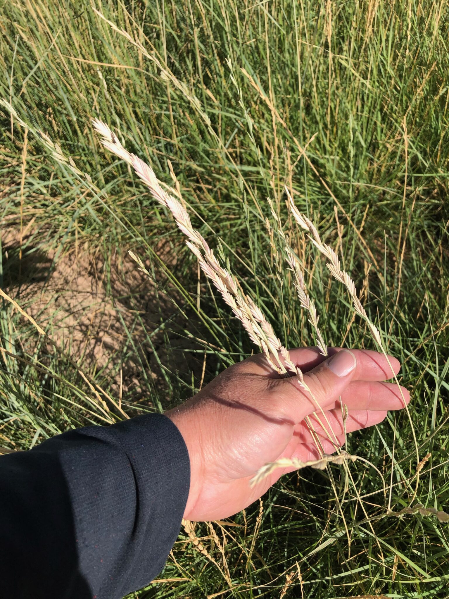 Tall Wheatgrass Great Basin Seeds alkali tolerant pasture grasses