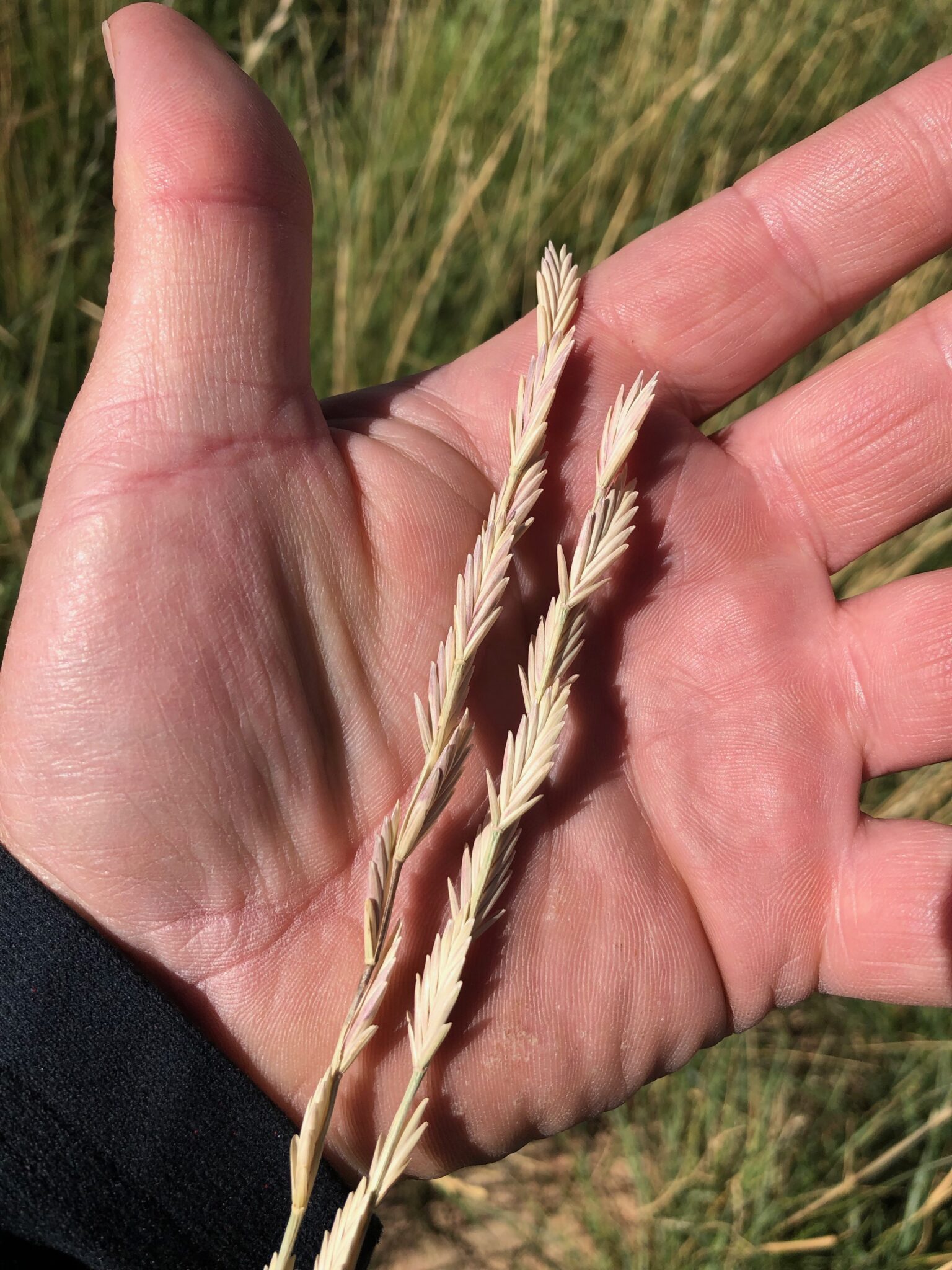 Tall Wheatgrass Great Basin Seeds alkali tolerant pasture grasses