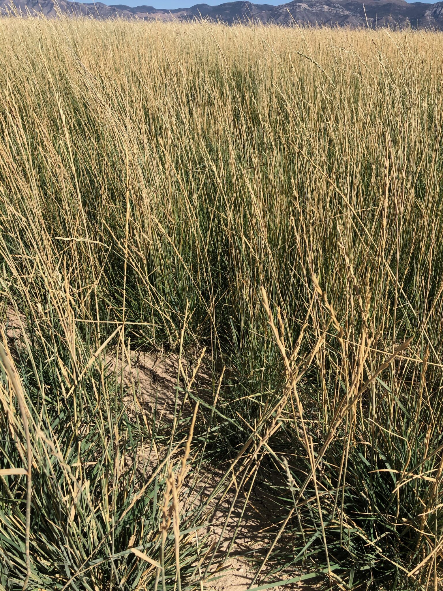 Tall Wheatgrass Great Basin Seeds alkali tolerant pasture grasses
