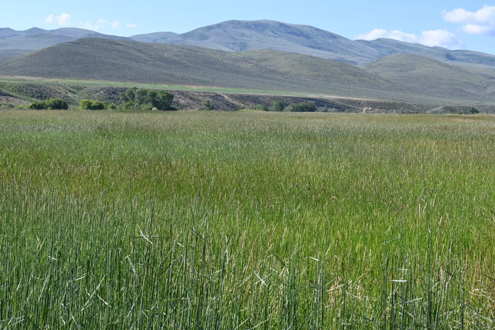 Dryland Pasture Seed top Mix
