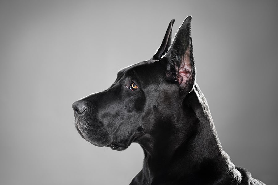 What Do Great Danes Look Like? A guide from nose to tail!