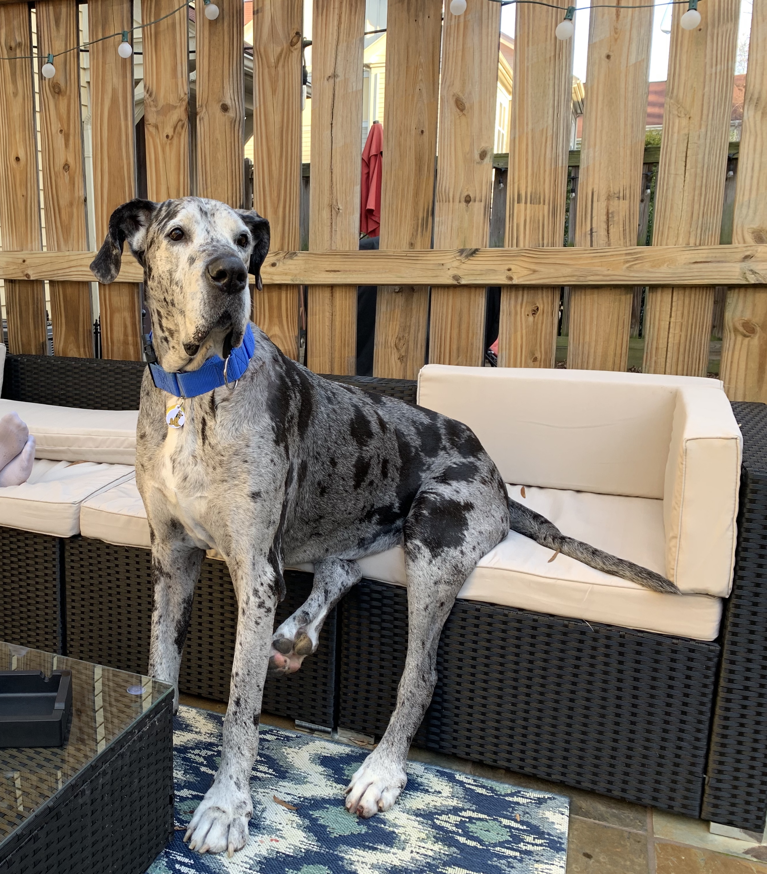 49 Top Images Great Dane Puppies Rescue Nc Great Dane Rescue NC, SC