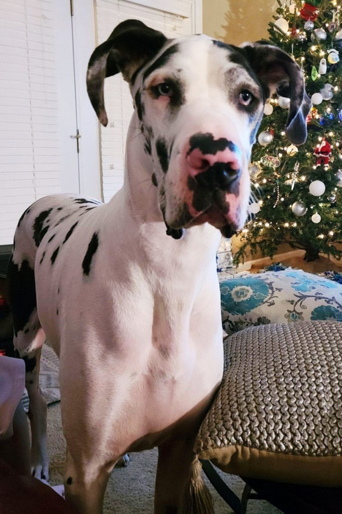 Are Great Danes Good House Dogs