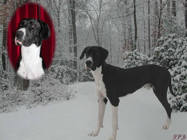 Great Dane Harlequin Romance Ace