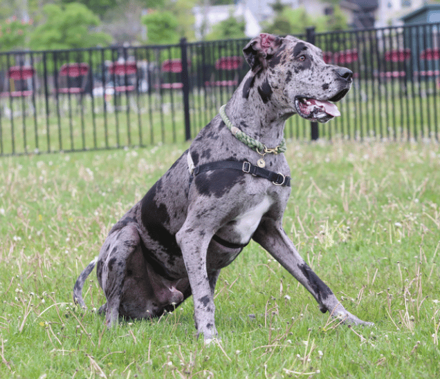 How Do You Potty Train A Great Dane Puppy
