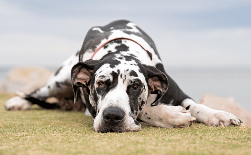 6 Great Dane Health Problems You Need To Know Great Dane K9