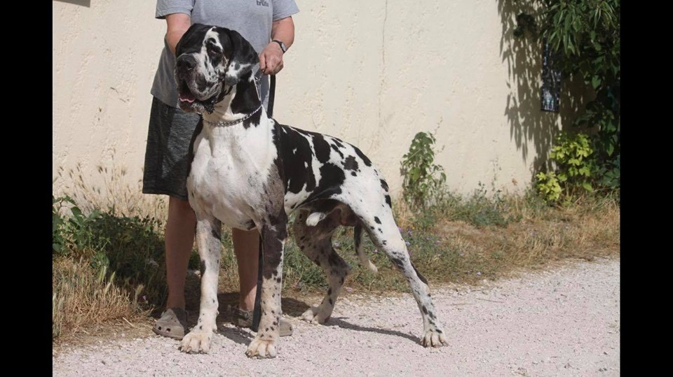 TROY DE LA BENJAMINE GreatDanes.dog