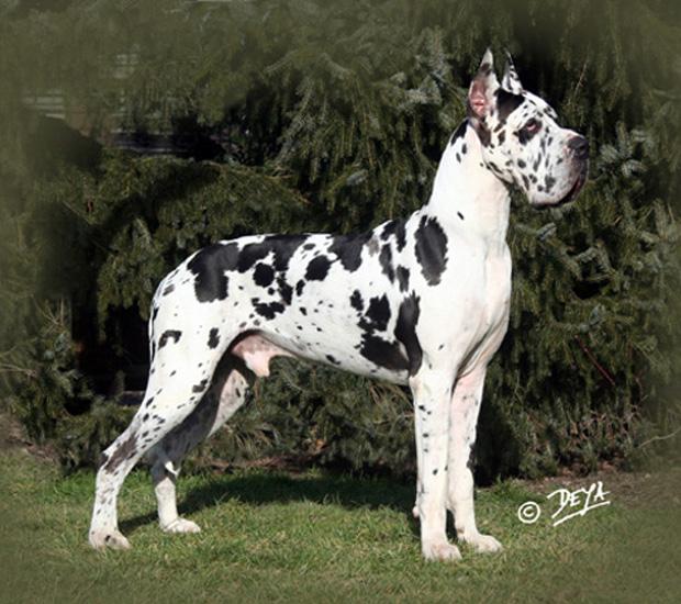 TROY DE LA BENJAMINE GreatDanes.dog