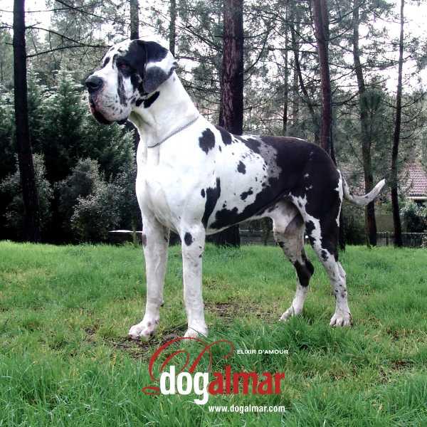 TROY DE LA BENJAMINE GreatDanes.dog