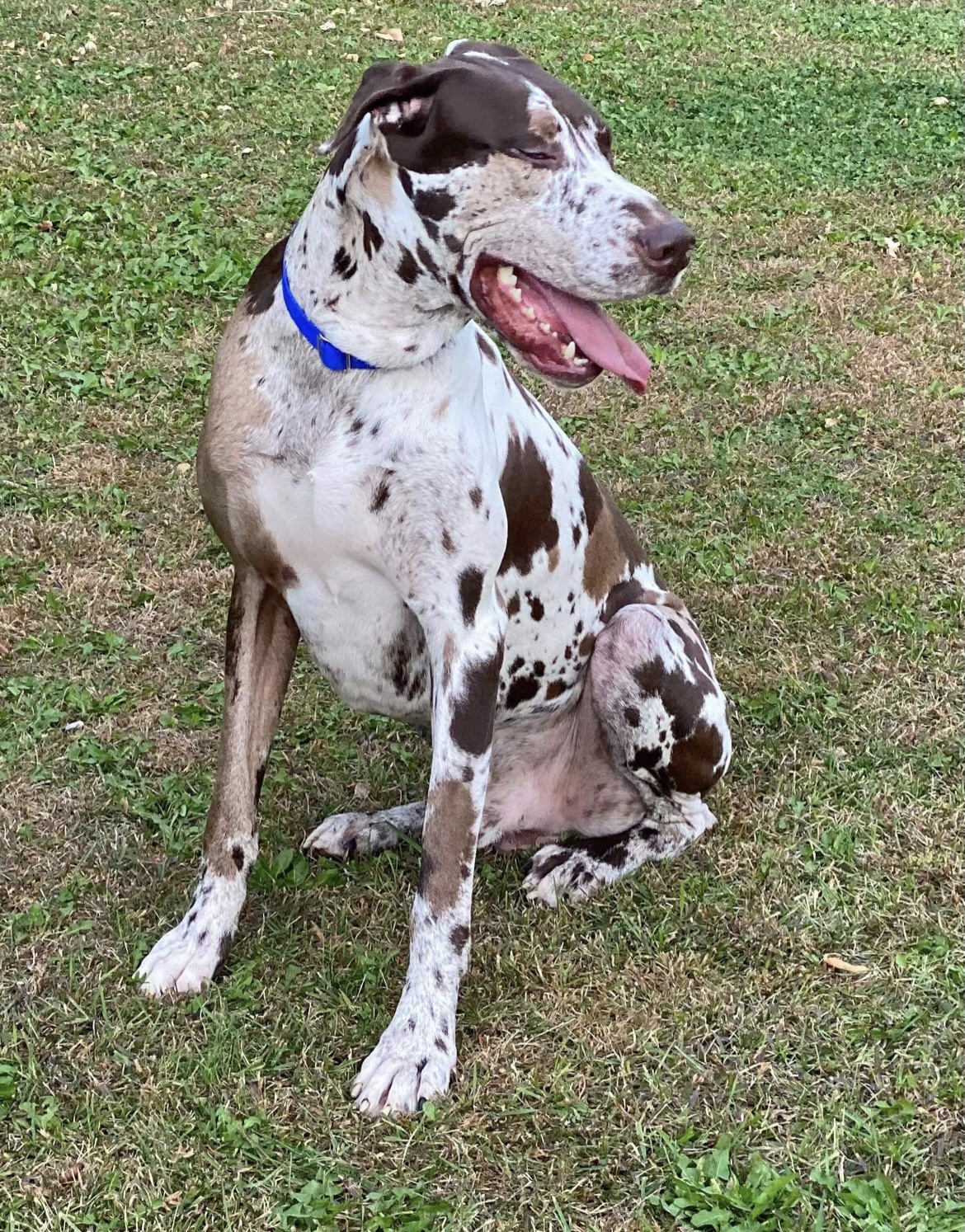 Chocolate Harlequin Great Dane Photos All