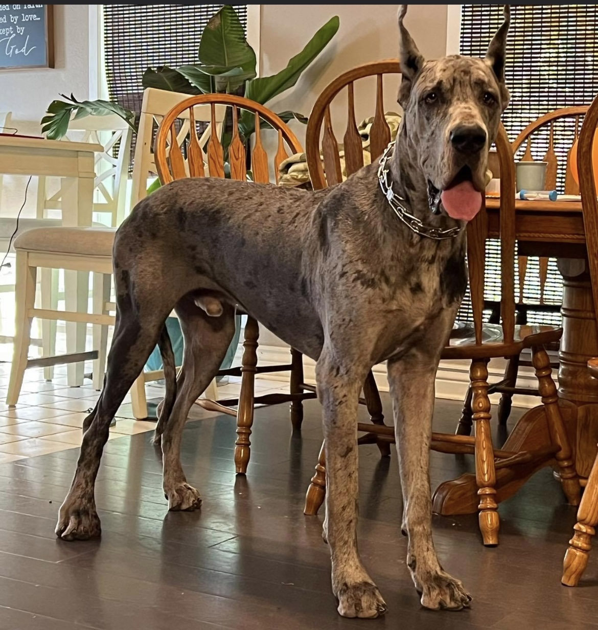 Great Dane Blue Merle Puppies