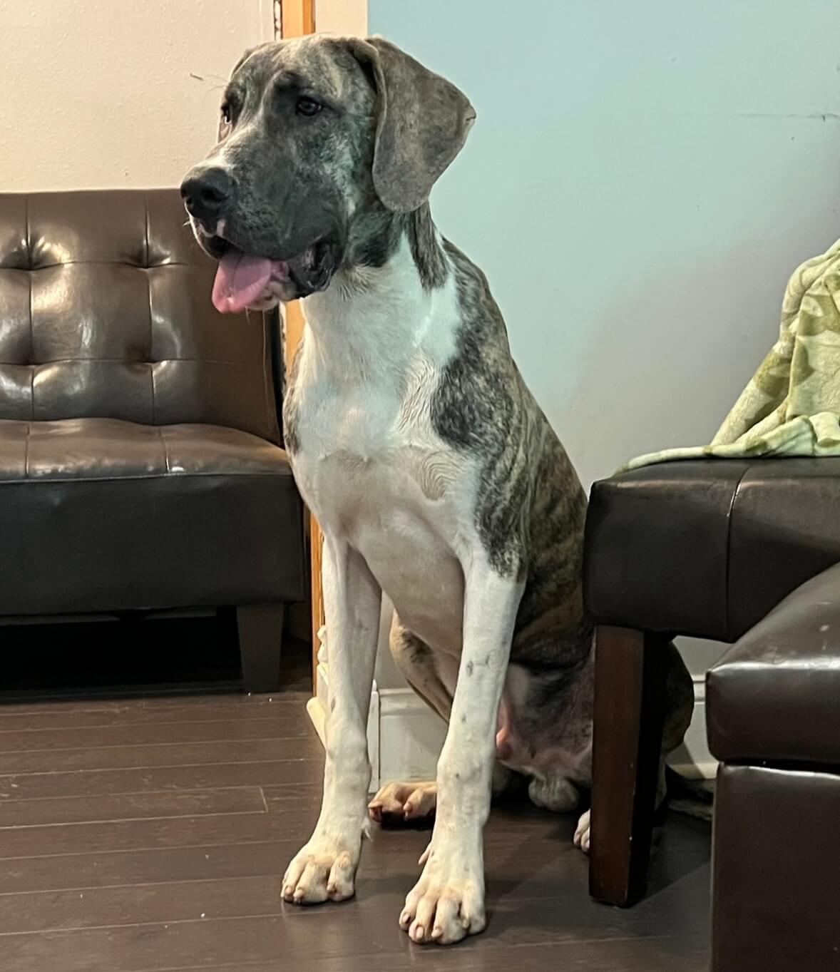 Great Dane Mantle