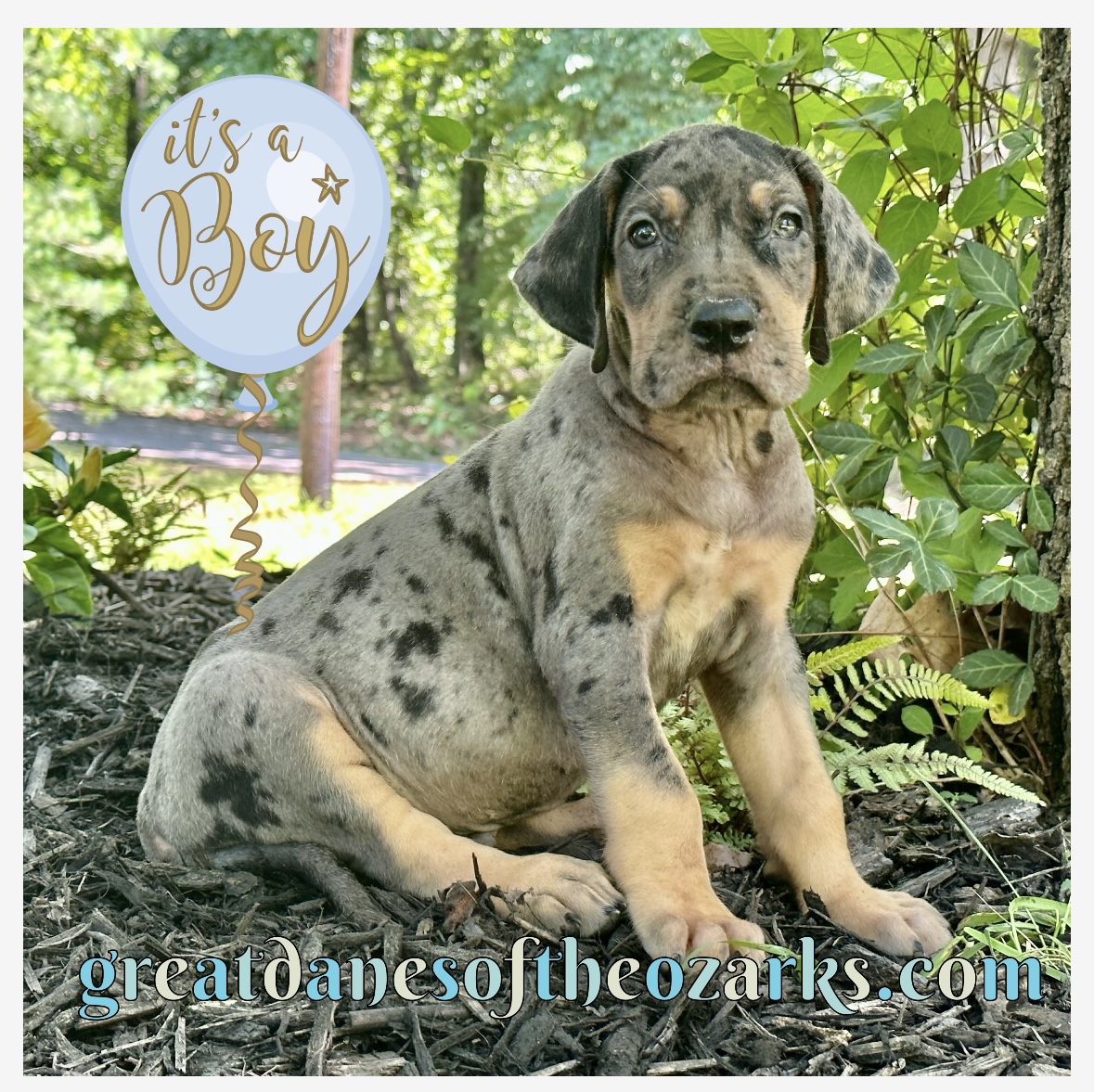 AKC Merle Tanpoint Great Dane Great Dane Puppies for Sale in Missouri