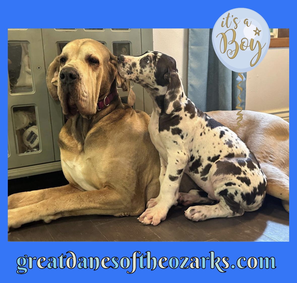 AKC Male Harlequin Great Dane Great Dane Puppies for Sale in Missouri Great Danes of the Ozarks