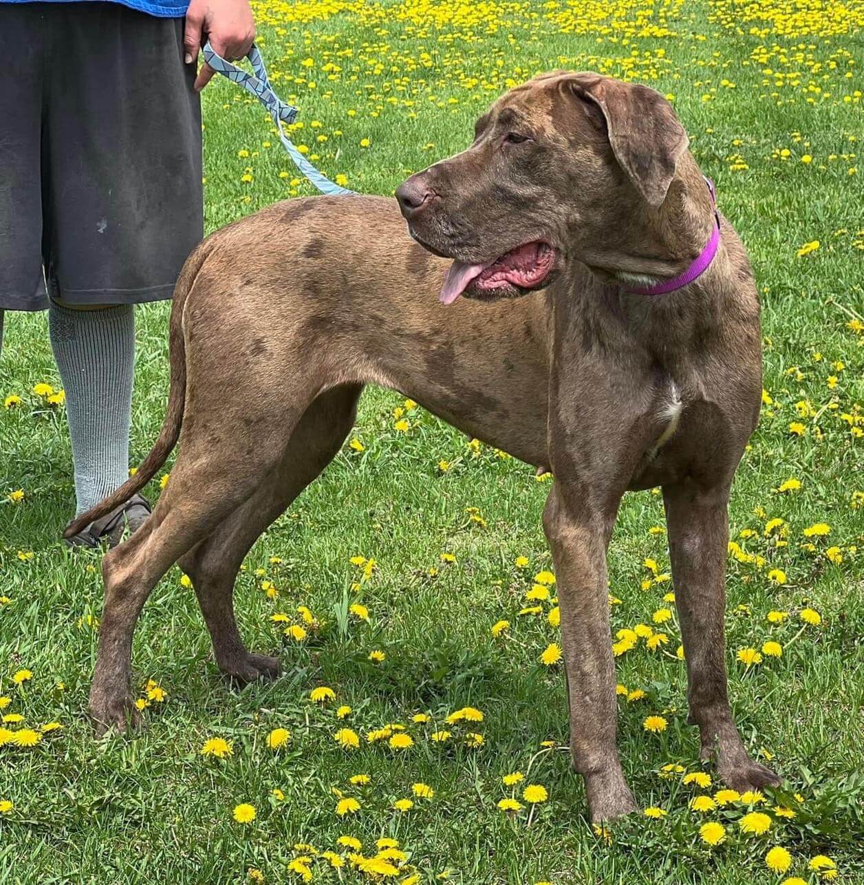 Tulip, 3 Year Old AKC Chocolate Merle Great Dane Great Dane Puppies