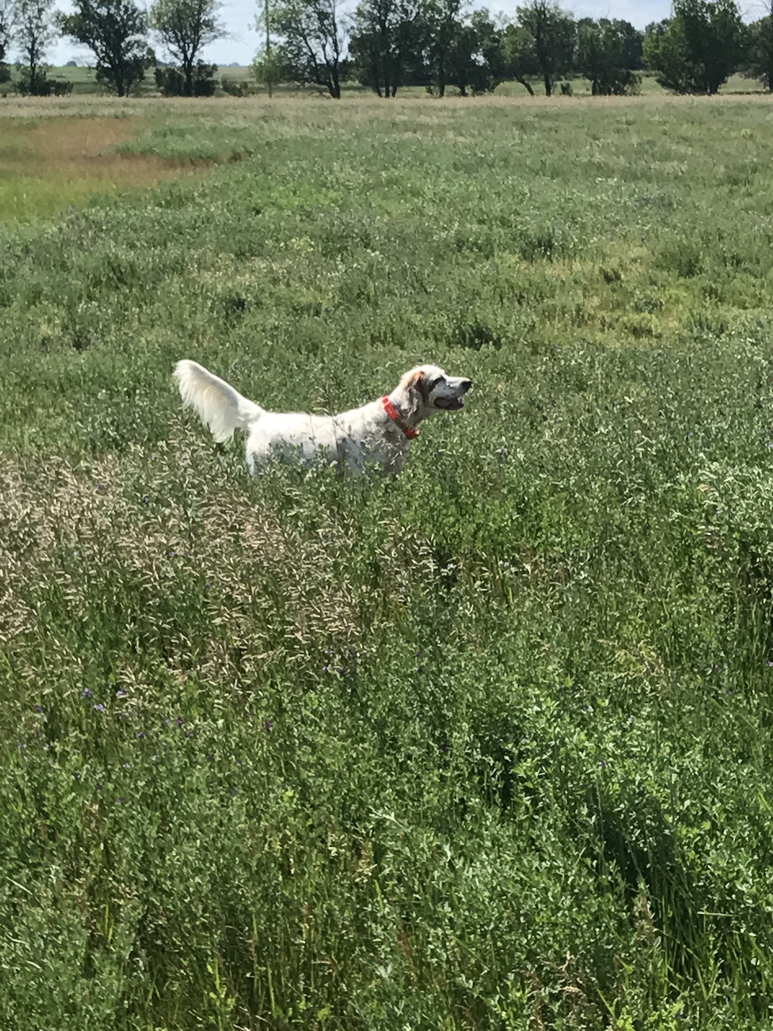 Selecting the Best Hunting Dog Collars Great Days Outdoors