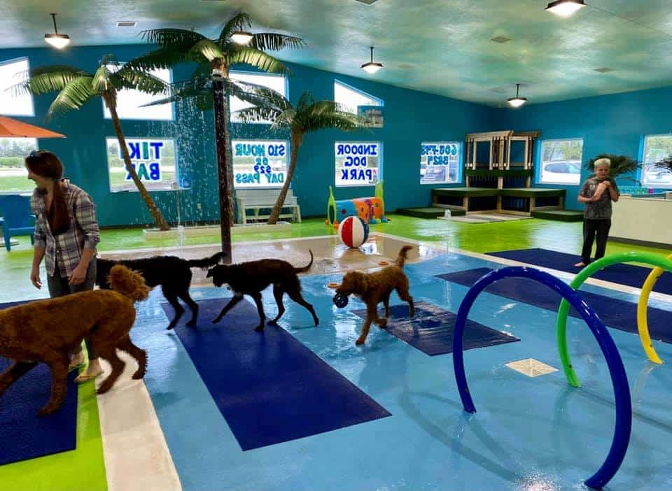 The FirstEver Indoor Dog Water Park In The US Just Opened And Dogs Are