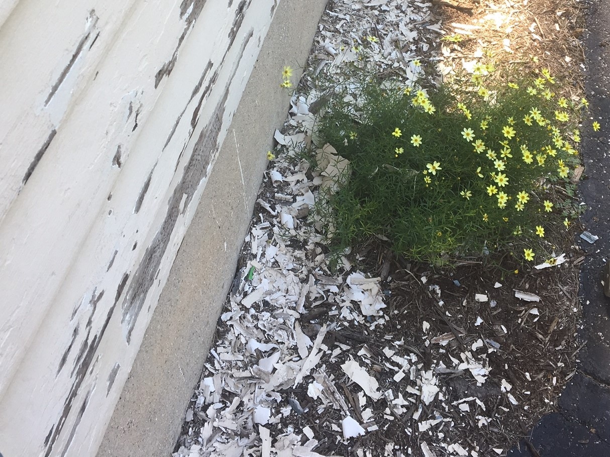 Paint Chips In Soil at Darci Richards blog