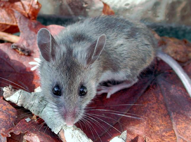 VIDEO Great Lakes could pinch deer mice pushed north by climate change