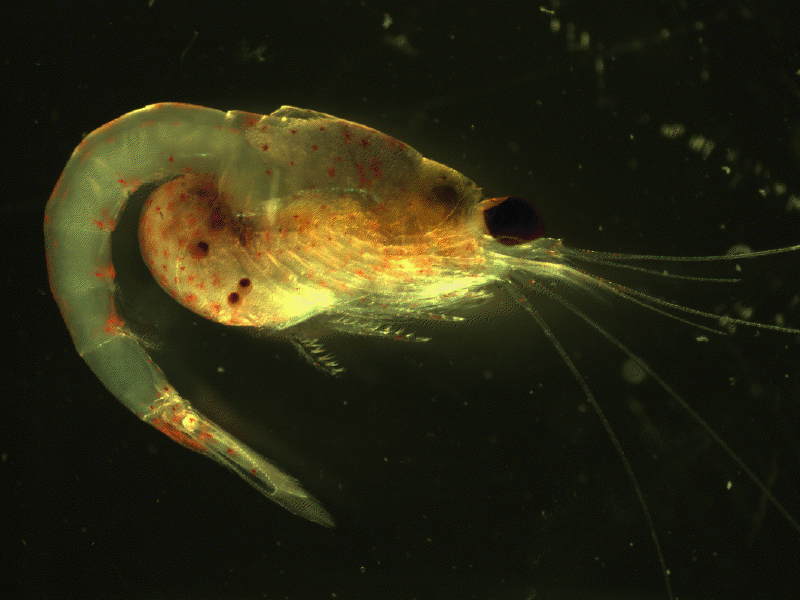 Friend or foe? The bloodyred shrimp invasion may not be so bad for the