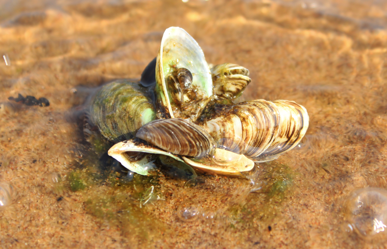 Photo Friday Colorful clams of Escanaba Great Lakes Echo