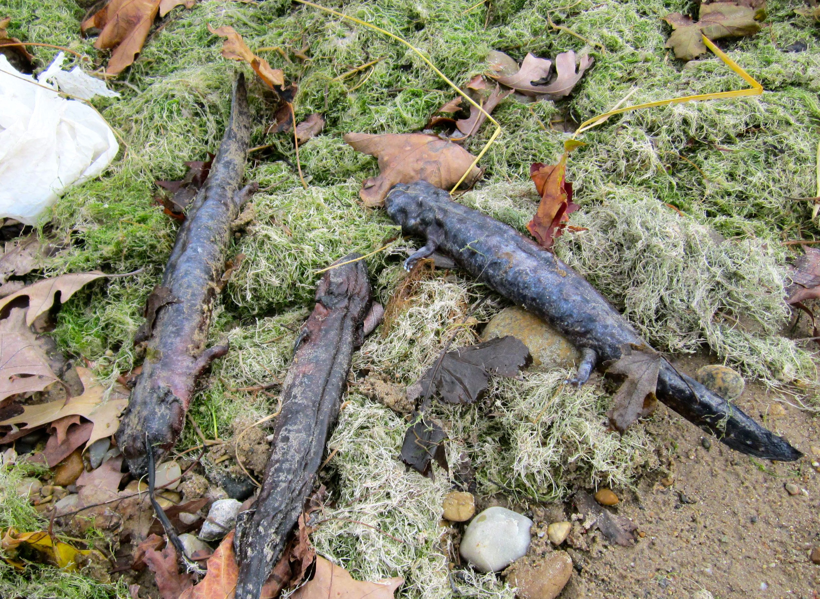 Are Great Lakes mudpuppies victims of hurricane Sandy? Great Lakes Echo