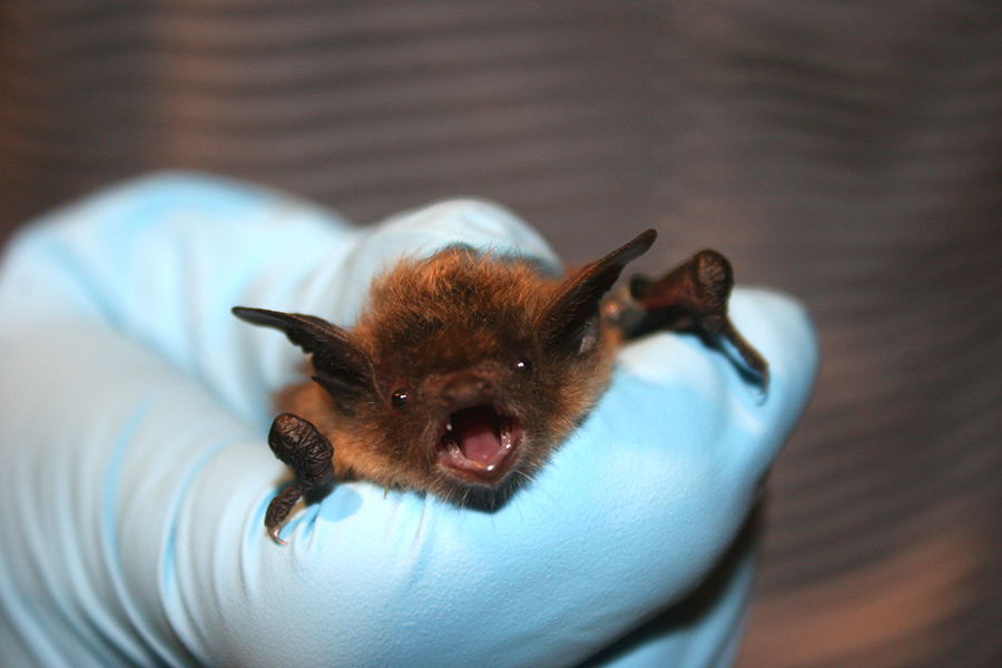 Michigan bats found with whitenose fungus Great Lakes Echo