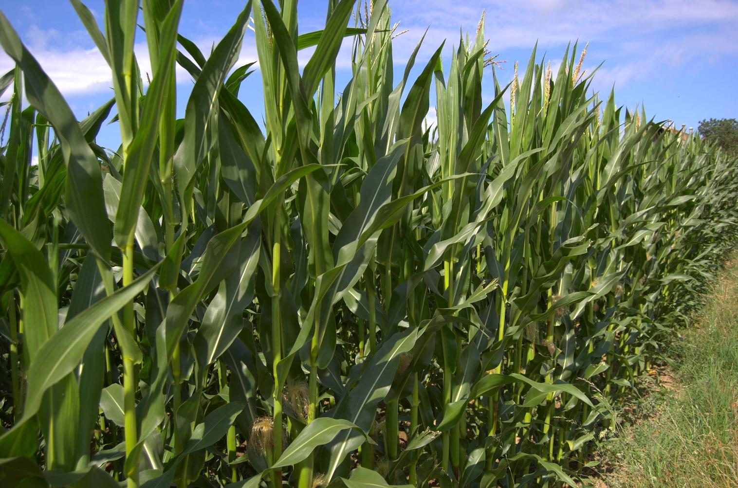 Thank changing climate for bigger Midwest maize yields Great Lakes Echo
