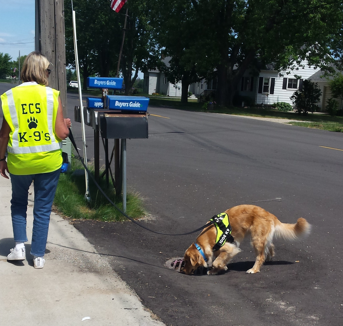 Do Dogs Carry E Coli