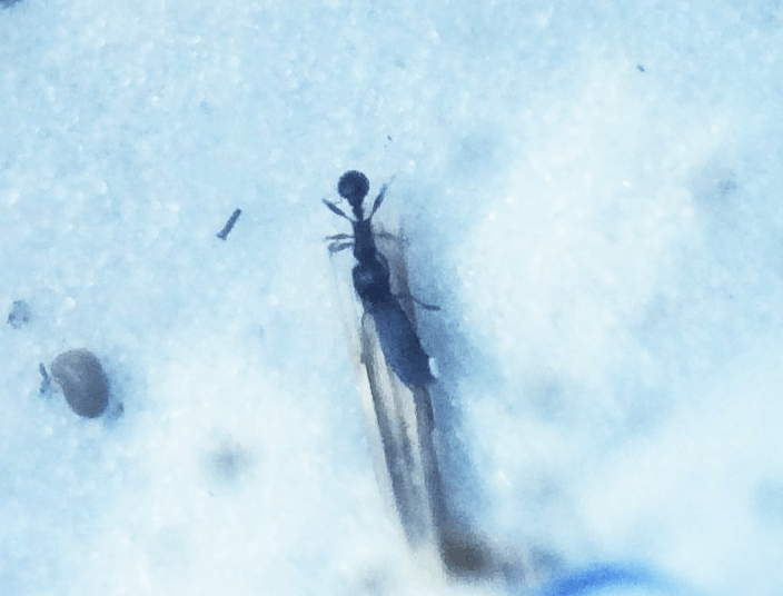Seedstealing insects hinder prairie restoration Great Lakes Echo