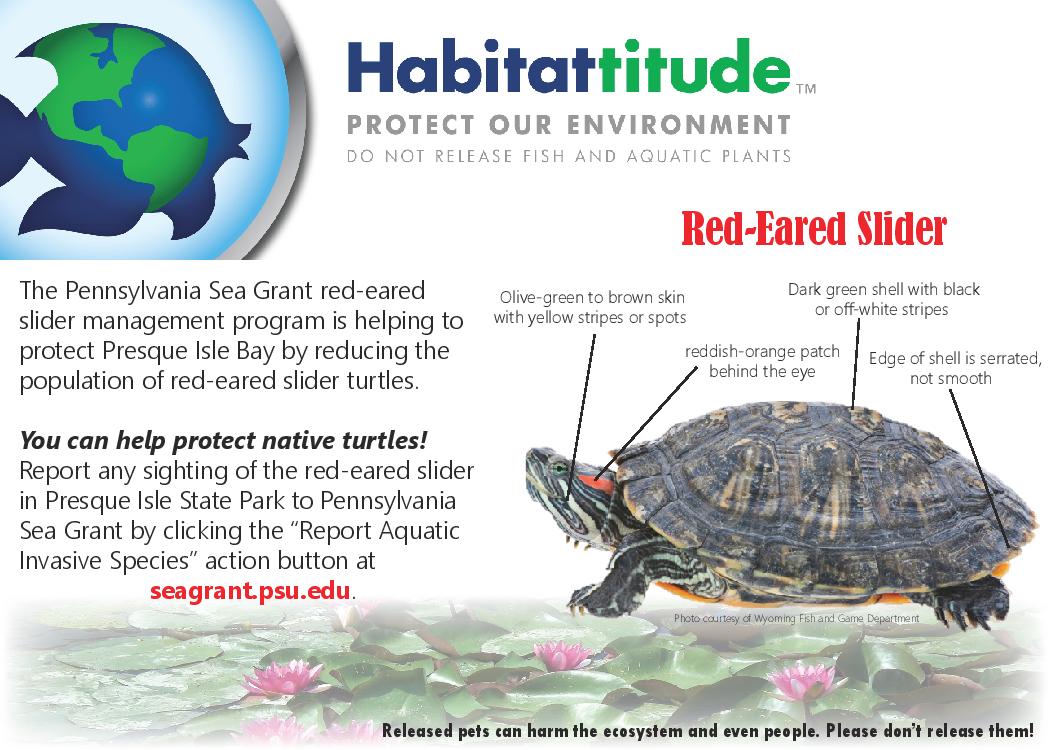 Pennsylvania group to stop pet turtle invasion Great Lakes Echo