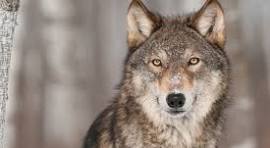 Michigan may adopt grey wolf hunting season if federal protections are lifted