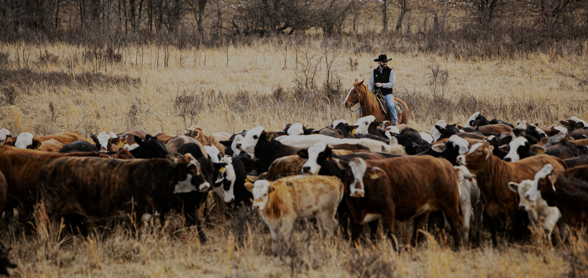 Home Great Plains Land Company