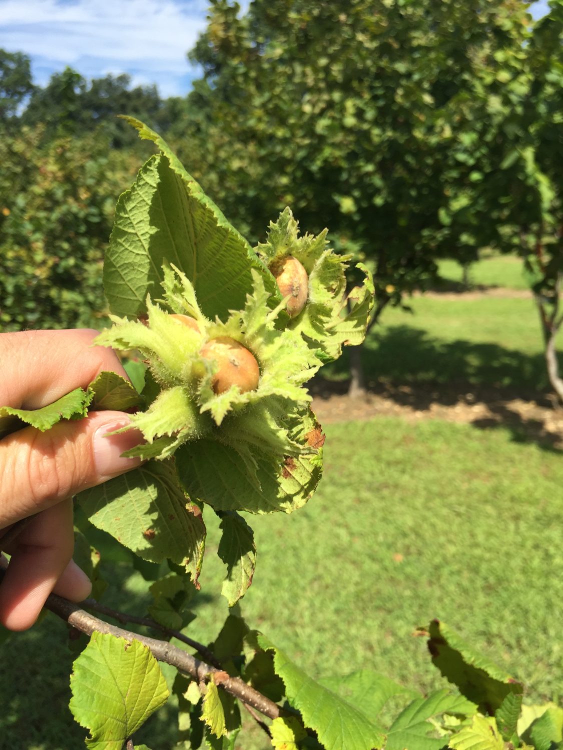 The Beast TM Hazelnut (Corylus avellana x americana OSU 541.147