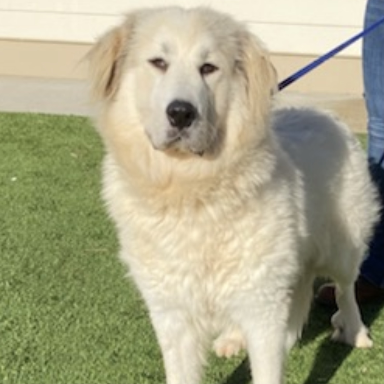 Adopted Great Pyrenees Rescue of Atlanta