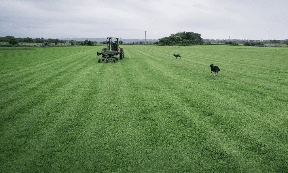 Turf Prices Grech's Turf Supplies Sydney Buy Sir Walter Buffalo Online