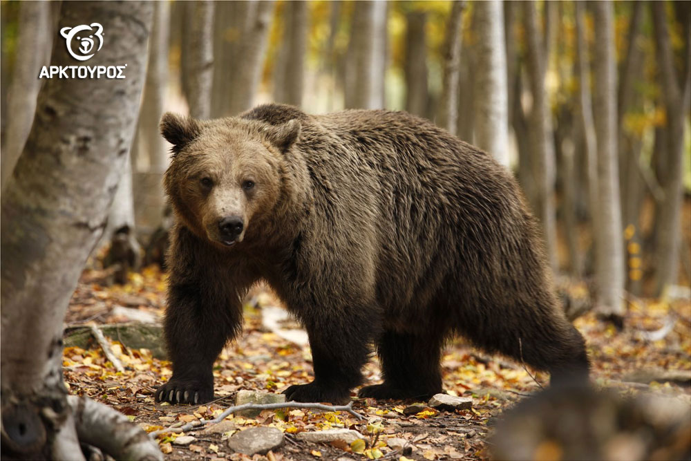 Αρκούδα Δώδεκα