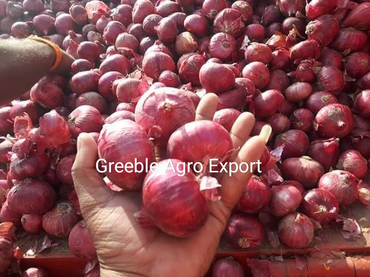 Bellary Big Size Red and Pink Onion Export Quality Fresh New Onion