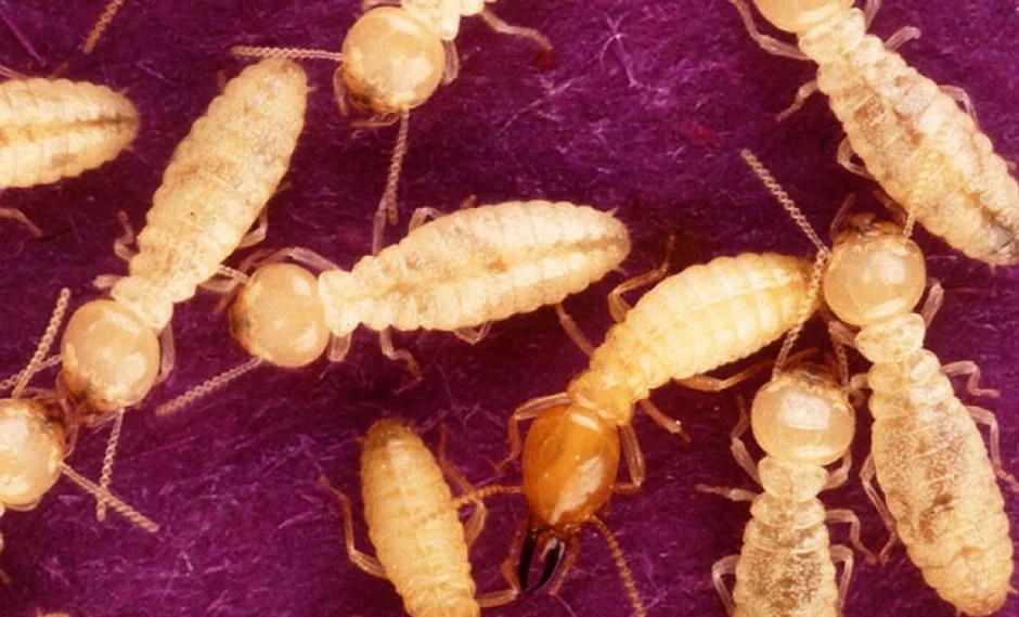 Termite Treatment from 200 Do you have Termites? We can help.