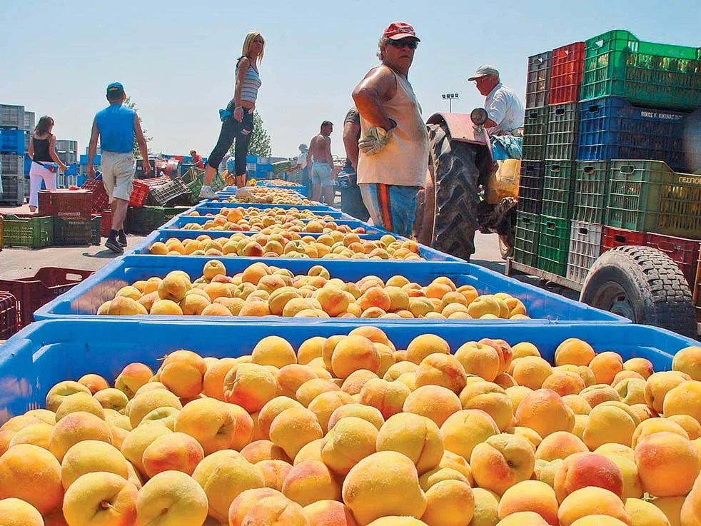 It's Not All Peaches For Tax Evasion Ring After Raid By 100 Auditors