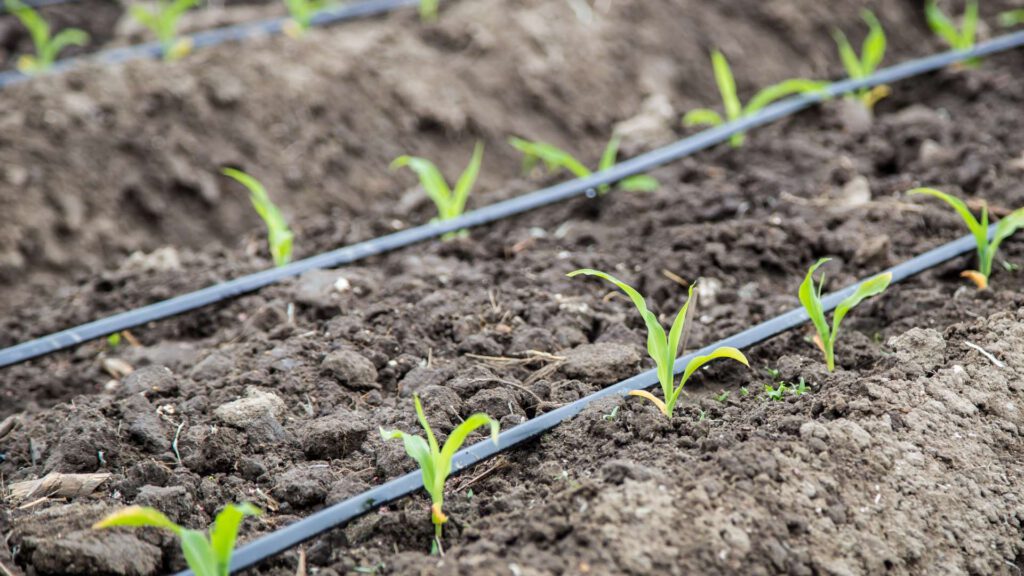 Drip Irrigation, Overhead Irrigation & Micro Jet irrigation BNOP