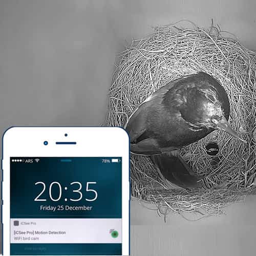 Wireless Bird Box Camera Green Backyard