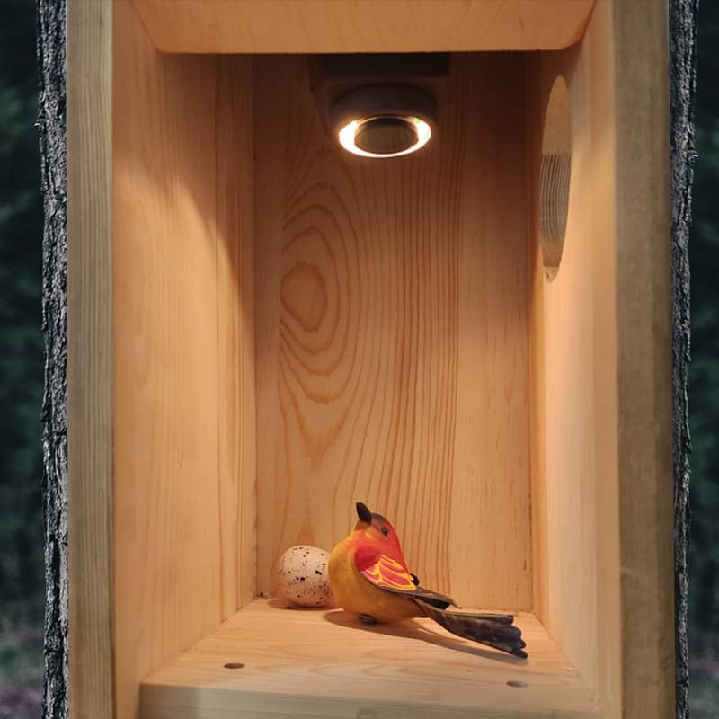 4 Best Outdoor Cameras for Wildlife Observation Green Backyard